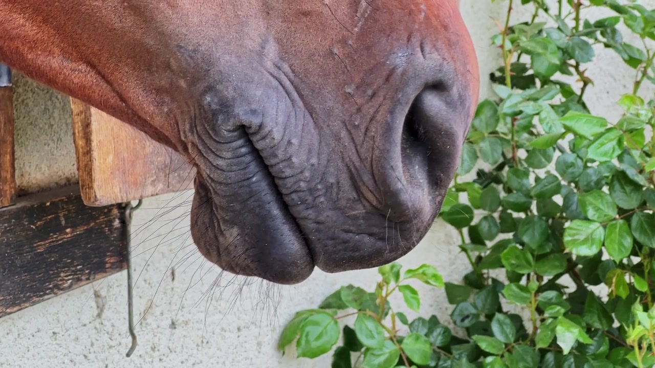Primo piano del naso di un cavallo in una stalla con piante verdi nelle vicinanze.