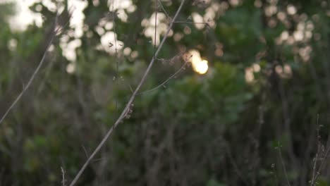 Wild-bush-with-green-leaves-grows-in-a-forest-illuminated-by-bright-sunlight-at-sunset