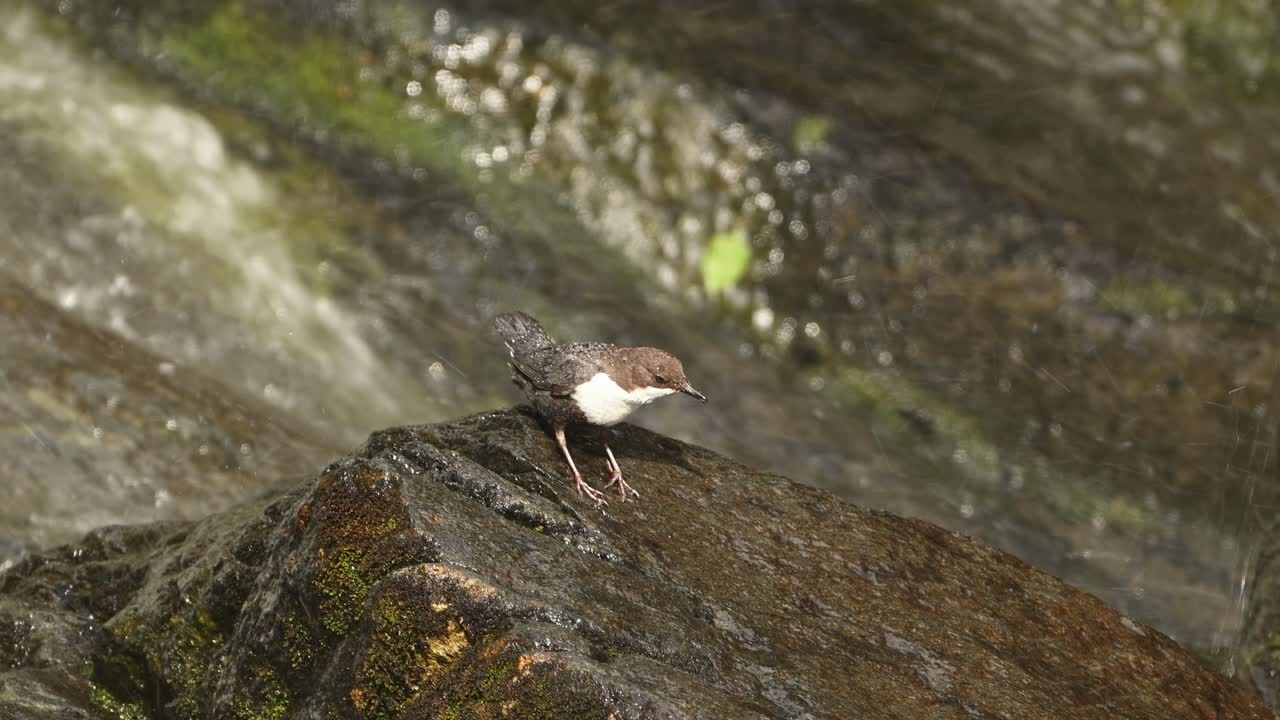 White Throated Dipper hops up and down boulder, wet from nearby waterfall in Norway, slow motion.