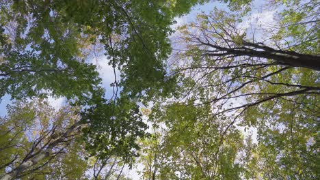 Static-shot-looking-up-autumn-colour-forest-trees-foliage-moving-wind-sunny-day