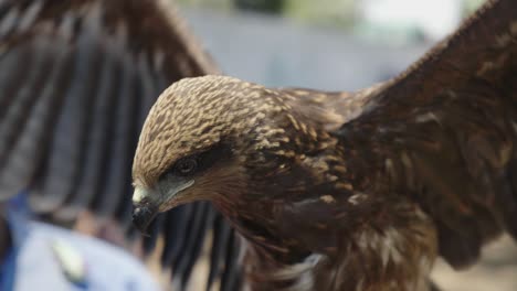 foto de cerca, águila papúa marrón abriendo sus alas lista para volar