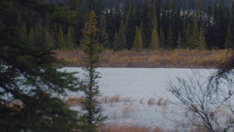 Pond-windy-from-forest-with-tall-grass-in-autumn