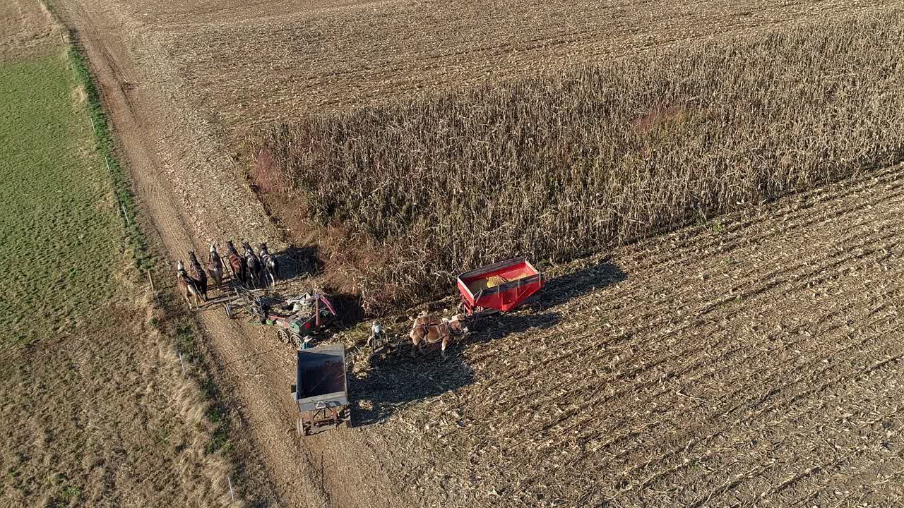 Aerial View of an Amish Farmer Harvesting His Autumn Crop of Corn With Five Horses Pulling his Harvester Changing Storage Wagon