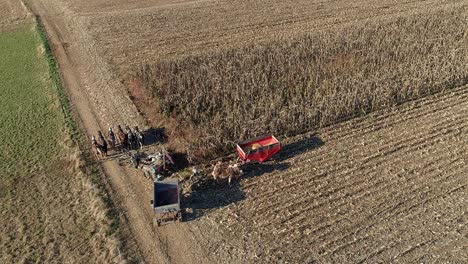 aerial view of an amish farmer harvesting his autumn crop of corn with five horses pulling his harvester changing storage wagon