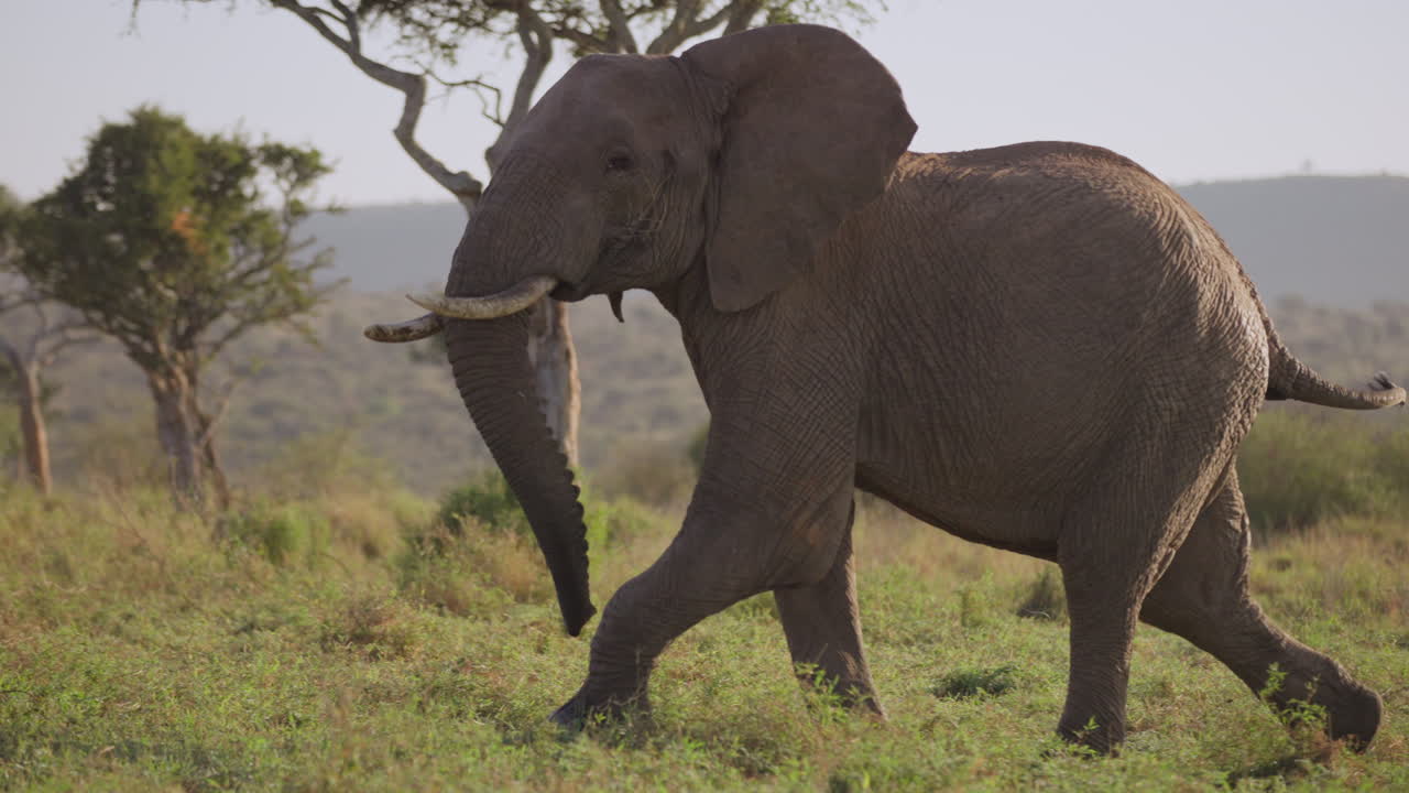 Ensom afrikansk elefant, der går hurtigt med løftet hale.