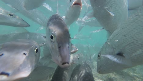 un grupo de peces huesos nadando bajo el agua en aguas claras de color turquesa, un primer plano