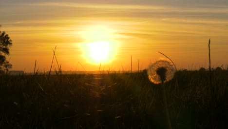 dandelion in front of sunset in late summer in slow motion