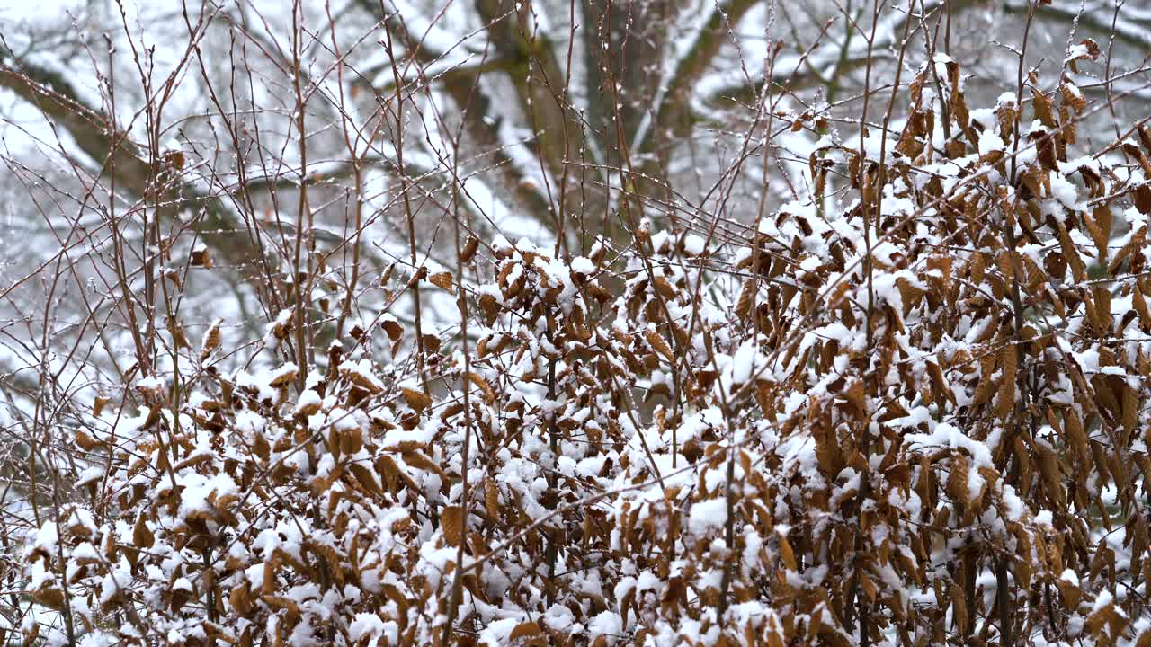 Neve farinosa su foglie marroni-rossastre in una giornata invernale nevosa