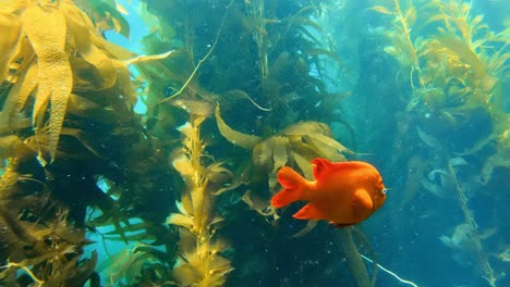 un magnífico y misterioso bosque de algas oculta la riqueza de las criaturas marinas