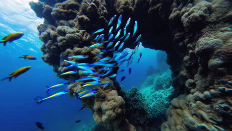 vibrant underwater coral reef with schools of colorful fish and natural archways