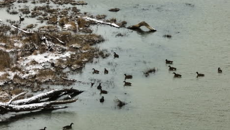 Swampy-Lakes-With-American-Coot-Birds-In-Lake-Sequoyah,-Arkansas-USA