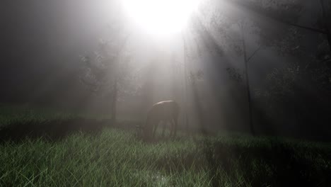 deer female in forest in fog