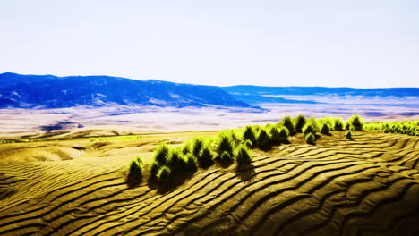 golden fields embrace rolling hills beneath a brilliant blue sky at dawn