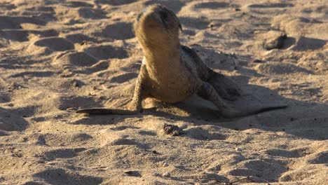 a baby sea lion pup looks for its mother on an island in the galapagos 2