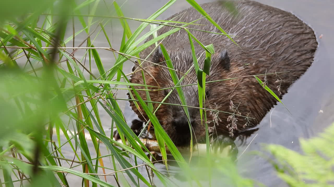 North American Beaver half submerged gnawing a branch and feeding on a riverside, Close up