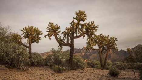 Lapso-De-Tiempo-De-Tres-Cactus-Cholla-Frente-A-Las-Montañas-Desde-El-Atardecer-Hasta-La-Noche-Estrellada-4k