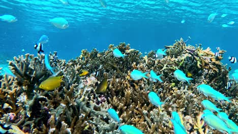 Blaue-Rifffische,-Die-über-Einem-Wunderschönen-Korallenriff-Schwimmen