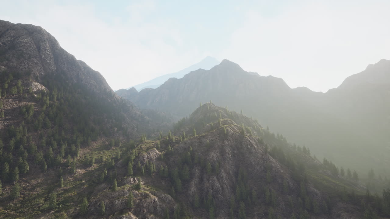 bosque de pinos que crecen en las montañas