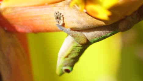 Respiración-Visible-Del-Gecko-Diurno-Del-Polvo-De-Dios-Mientras-Cuelga-Debajo-De-Una-Rama.