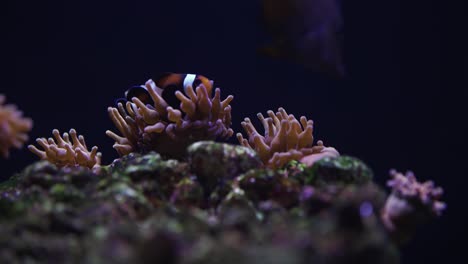 medium shot of the anemones and clownfish in the tropical aquarium