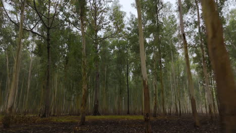 El-Dron-Viaja-Dentro-Del-Enorme-Bosque-Salvaje-De-La-Región-De-Terai-En-Nepal.