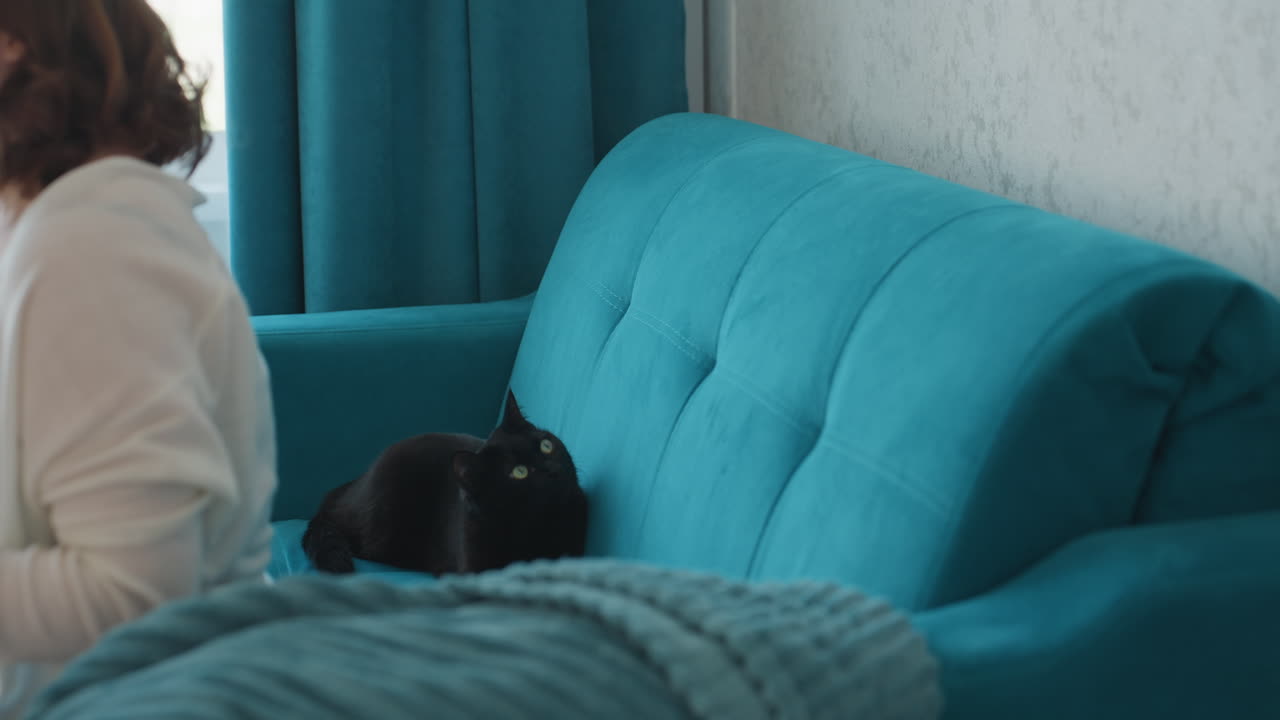 Teal Sofa With Black Cat Peeking From Armrest. Soft Knitted Throw And Sheer Curtains Filter Cool Daylight, Tufted Cushion Texture And Quiet Domestic Atmosphere As Curious Feline Watches With Green