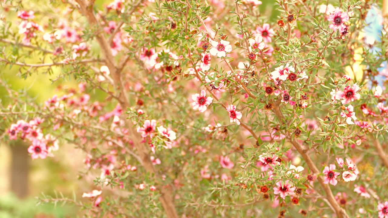 Pink and White Blossoms. A profusion of delicate pink and white blossoms adorns the branches of this flowering shrub, capturing the essence of springtime.Blooming Bush.Floral Beauty.