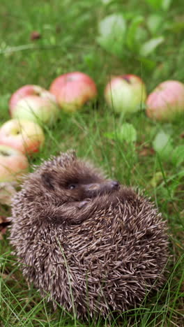 spiny hedgehog sleeping among fresh apples placed nicely on grass. beautiful little hedgehog curled up in the garden and moving his small nose. vertical video