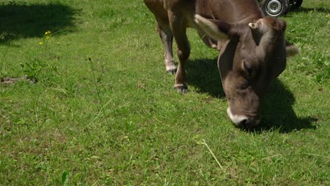 cow pasture on the alps