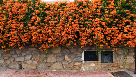 Toma-De-4k-De-Trompeta-Naranja-Llameante-En-Una-Vid-Con-Hoja-De-Naranja-En-Un-Parque