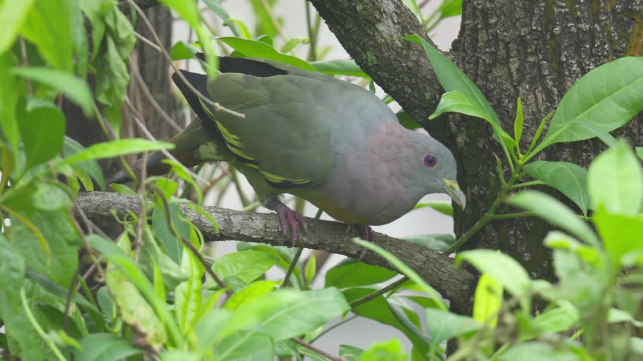 Pink-necked Green Pigeon Feeding Tropical Forest. Close-up Shot
