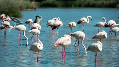 carmargue flamingos 42