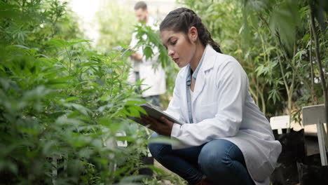 cannabis researcher in greenhouse