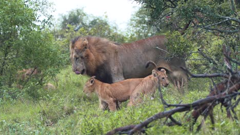 Lion-cubs-play-in-the-pride-with-their-parents-under-the-shelter-of-the-bushes