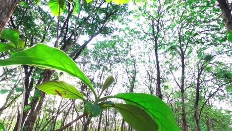 sunshine-among-the-leaves-in-the-wind