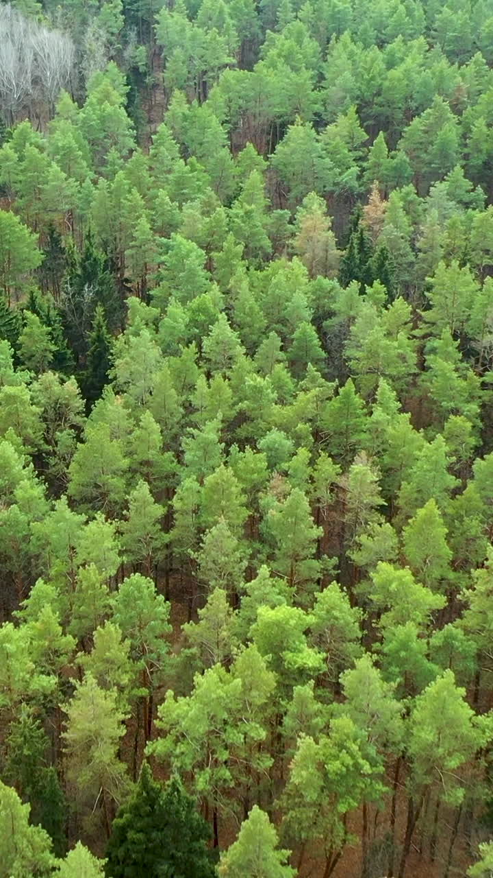 Green pine autumn forest. Flying over the treetops. Vertical video