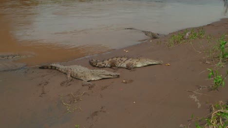 captura diurna de cocodrilos en el río tarcoles, un lugar privilegiado para presenciar a estas criaturas prehistóricas en su hábitat natural
