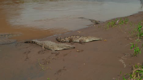 daytime capture of crocodiles at tarcoles river - a prime location for witnessing these prehistoric creatures in their natural habitat