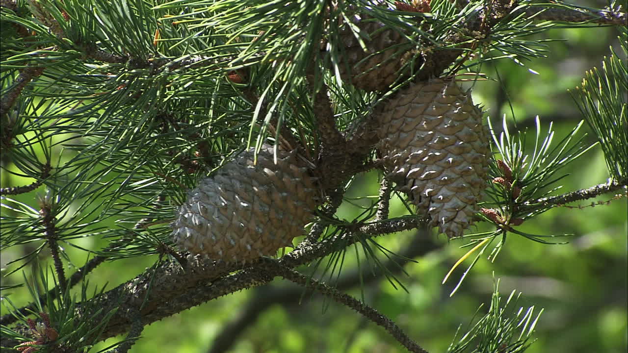 plano medio de piñas
