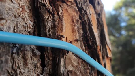 ants walking on blue rope which is wired to the tree in the park