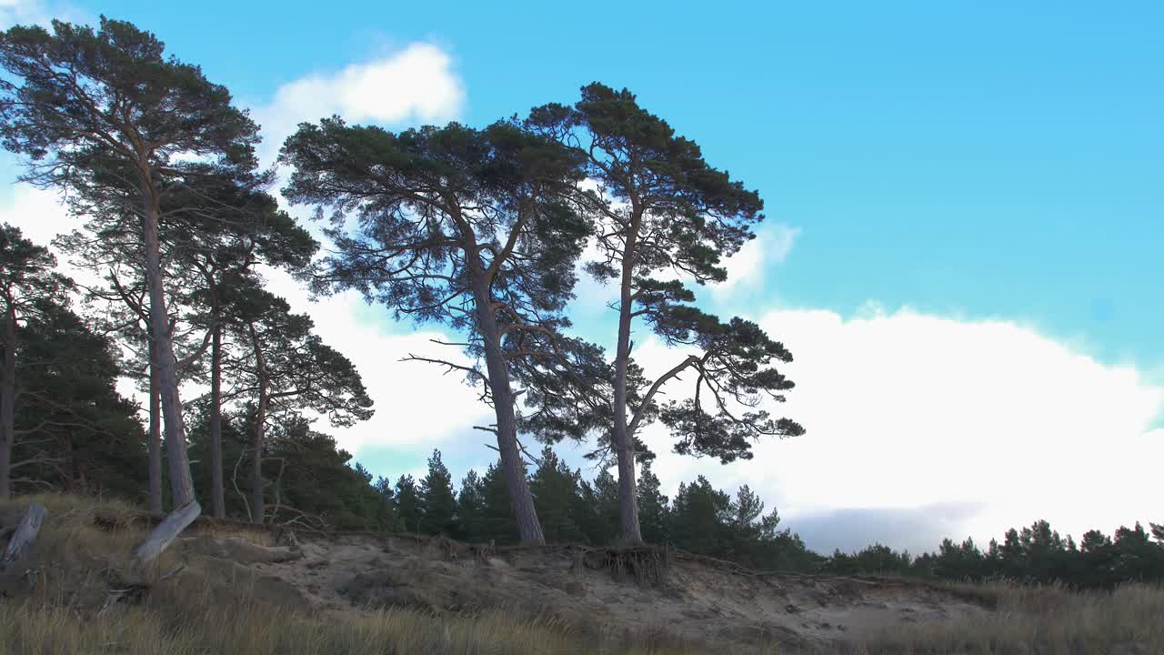 View of Baltic sea coastline on a overcast day with big cumulus clouds, steep seashore dunes damaged by waves, coastal pine trees, coastal erosion, climate changes, wide shot