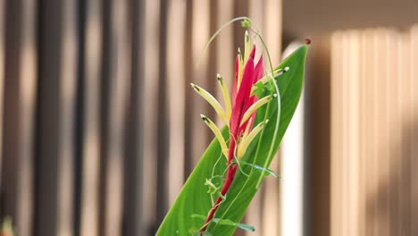 la flor de la heliconia se balancea en un viento sutil