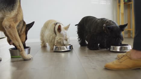 diferentes razas de perros comiendo comida en la sala de estar en casa