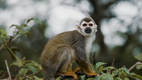 small squirrel monkey sitting on the tree scratching its body