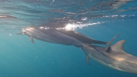 Dolphins-playing-gracefully-beneath-the-early-morning-water-surface