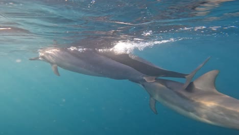 delfines jugando graciosamente debajo de la superficie del agua de la mañana temprano