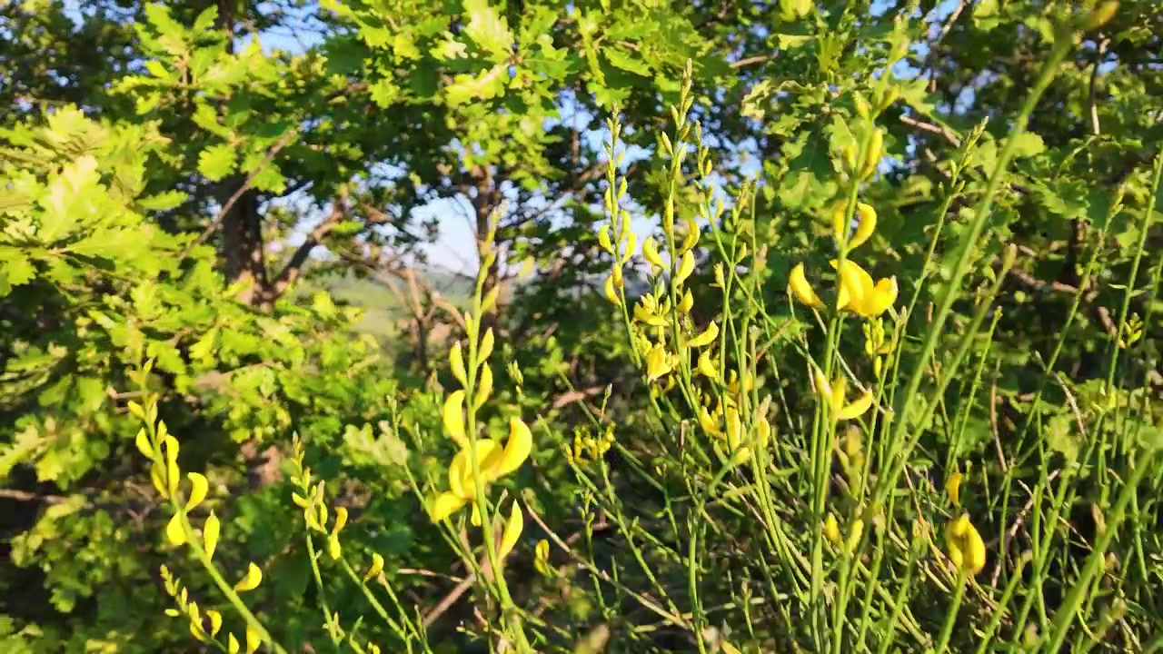 Fiori selvatici gialli e alberi verdi in un prato soleggiato