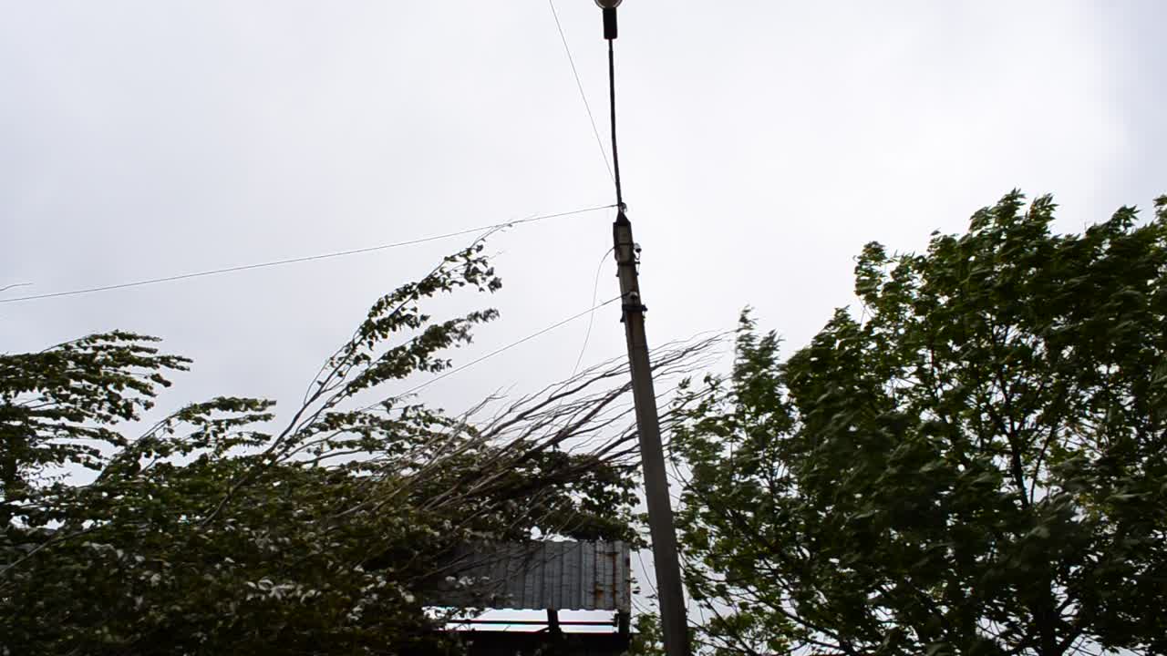 El viento del huracán dobla los árboles. Viento fuerte en la ciudad