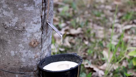 collecting latex from rubber trees