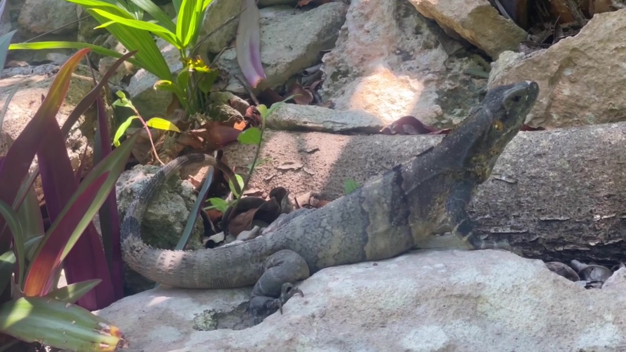 Primo piano panoramico a mano libera di un'iguana completamente congelata presso le rovine Maya di Xaman-Ha a Playa del Carmen, Messico. 4K